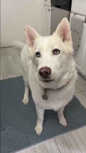 Katziela Washable Pee Pads – Reusable, Waterproof & Non-Slip Dog Training Pads