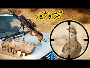 Partridge Teetar Hunting in Pakistan with PCP Airgun / Shikar 2021