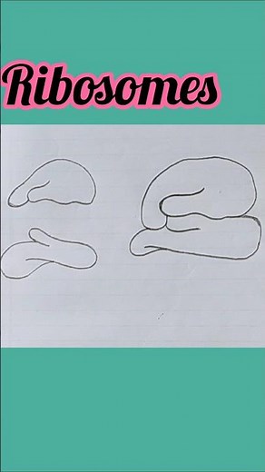 🔥Ribosomes Diagram Hack! 🤯 Draw it in Minutes! 💡 Ribosomes diagram #shorts #Ribosomes #Biology
