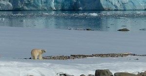 5 Arctic Animals You Might See on a North Pole Expedition