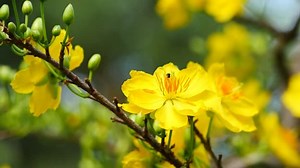 Apricot blossom (Ochna Integerrima), Yellow apricot flowers bloom in the New Year's Day traditional Tet in Vietnam
