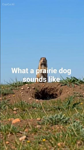 What a prairie dog sounds like