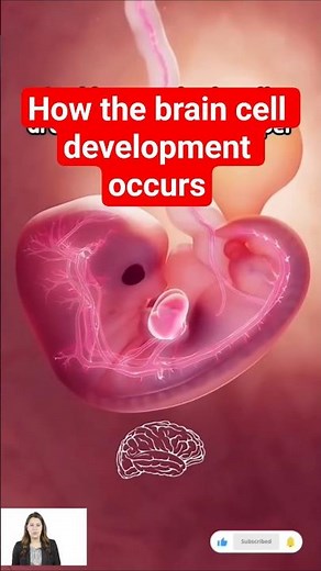 “How Fetal Brain Develops Inside the Womb | 3D Medical Animation 🧠👶 #Shorts”