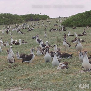 457K views · 5.9K reactions | These birds are choking on a plastic...