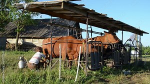 milkmaid woman milk cows with modern milking machine in farm cot