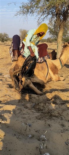 مشهد غريب خلف الجمل: الفتاة تحاول إخراج الكان العالقاردو ترجمہ: