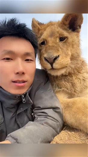 why lions don't attack its owner. #shorts #facts