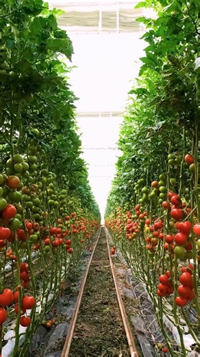 At PastaMania, freshness begins at the source — from our very own tomato farm in Italy 🇮🇹 to pasta cooked to order in every kitchen. Every dish is crafted with care, so you can taste the difference in every bite. And just as important as the food is the feeling — a warm, hearty welcome for everyone who walks through our doors. 💛 Because good food is best enjoyed together. | PastaMania (Singapore)