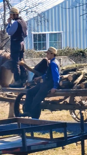 HARD WORKING NEIGHBORS #mennonites #neighbors #hardworking #outmyfrontdoor #horsepower
