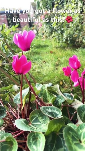 Cyclamen swaying in the sun.☀️#autumncolors #Cyclamen.