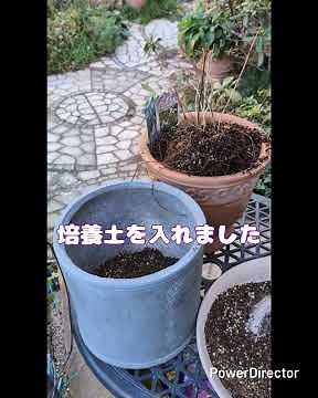 木立ち性クレマチスの、鉢替え😊#クレマチス#クレマチスの植え替え #オープンガーデン #ガーデニング #庭作業 #flowers #ガーデン