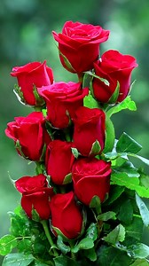 180K views · 10K reactions | Red Roses | Roses | Facebook