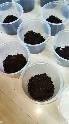 Finally, we got some Tarantulas 🥲 | Tarantula slings available #tarantula #exoticpets #ytshorts