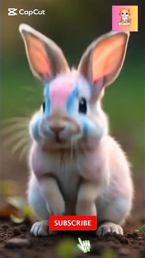 The most beautiful and beautiful love rabbit in the world 🥰😍