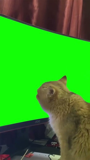 Cat Licking Monitor meme - Green Screen - League of Legends