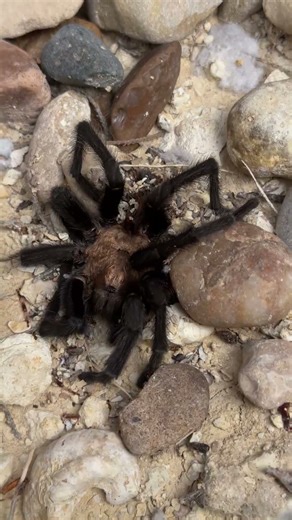 Tarantula vs Ants #bugs 🕷️