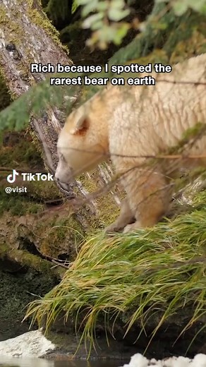 Spirit Bear: Rare Kermode Bear of BC