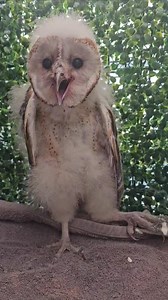 Barn Owlet update! The little Barn Owlet (named Orzo) we received in the middle of December, of all times, is doing just terrific. We'd like to thank all of you who donated towards the Facebook fundraiser for his care. Thank you to Courtney Hunt for your donation, and to Adam & Carrie Phebus for sponsoring him in honor of their anniversary. Thank you to Lisa Nemeth Rosado for dropping off a big box of feeder mice for him at the rescue. It takes a village, and we really appreciate all the support