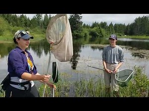 How to collect dragonfly nymphs: Dragonfly video 12