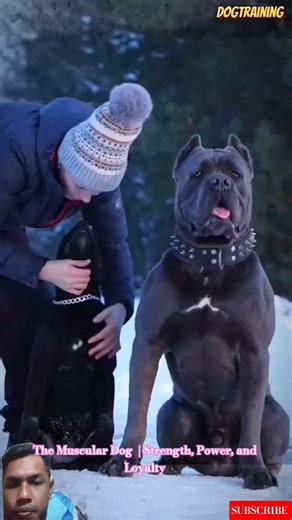 The Muscular Dog 🐕‍🦺 | Strength, Power, and Loyalty #bulldog #dog #germanshepherd #malinoismonday