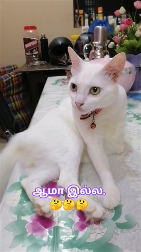 How true. 🤔🤔🤫🤫🙄🙄🙄#catlovers #petlovers#viralvideo