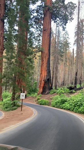 Sequoia National Park Overview