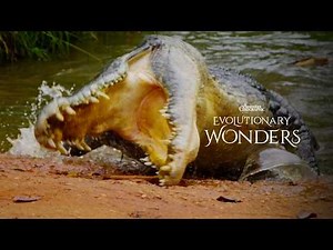 Saltwater Crocodile 101 | Evolutionary Wonders