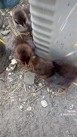 cute chicks