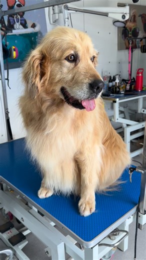 We put the golden back into the retriever. Wilson all spruced up. | Paw & Order Dog Grooming Studio