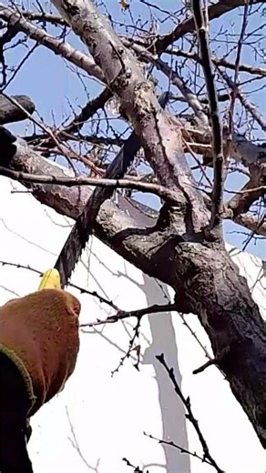 #apricotpruning #winterpruning #fruittreepruning #homegardening #fruittreecare