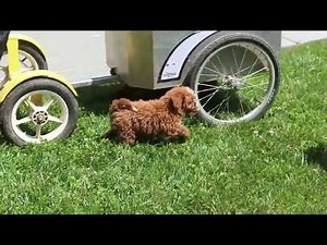 F1B Miniature Labradoodle Puppies For Sale