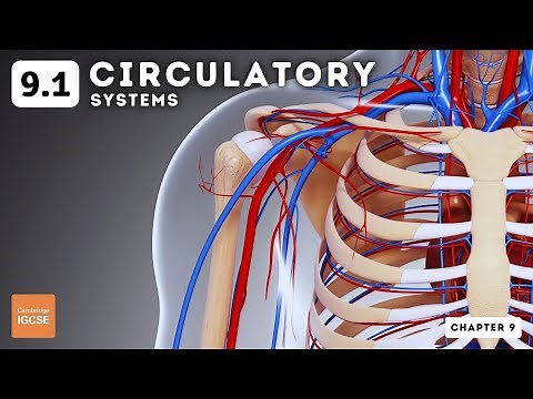 IGCSE Biology - Circulatory systems (9.1)