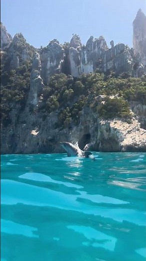 Amazing Dolphin Wants To Show Off