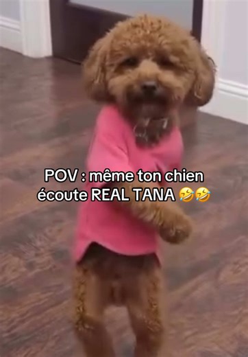 POV : MÊME TON CHIEN ÉCOUTE REAL TANA 🤣🤣🤣🤣🤣 REAL TANA DISPONIBLE PARTOUT C’EST QUE LE DÉBUT DU PARCOURS #trap #zouk #rapfr #banger #viral