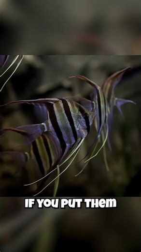 Your "Peaceful" Angelfish Is Actually A Serial Killer!