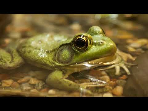 Frog Ringtone | Free Ringtones Download