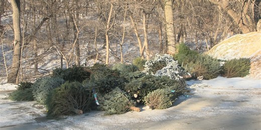 Where to recycle your Christmas tree