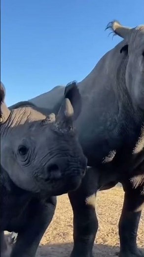 From Pristine Forest to Empty Lot: Why 18 Million Trees Disappear