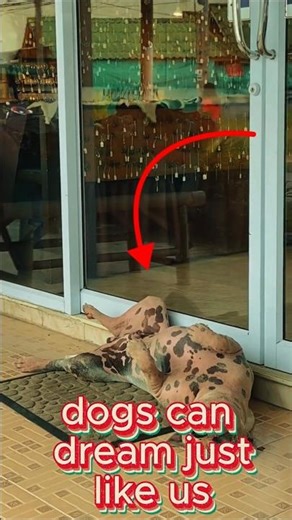 Your Dog Knows More Than You Think! #dog #facts #animals