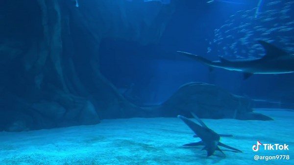 Huge Aquarium and in love with aquatic animals.