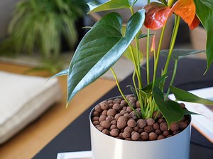 How to Use LECA Clay Balls with Houseplants | Plants in a Box