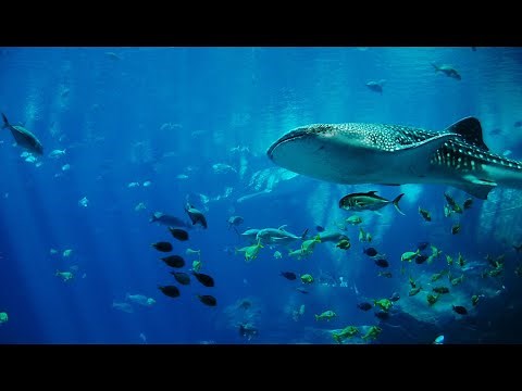 BRUIT BLANC Apaisant De l'Eau • Soulage Stress, Insomnies Et Acouphènes • Sommeil Profond Régénérant