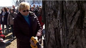 Gov. Mills taps Blaine House maple tree