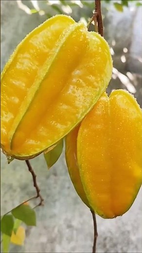 ⭐This Exotic Tropical Fruit Looks Like a Star ⭐ | Belimbing #fruitlovers