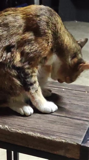 วิดีโอของ font B2SIGN (@b2sign) พร้อมเพลง เสียงต้นฉบับ - กบ บางบ่อ🐸