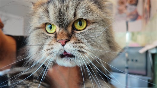 Cookie the cat’s tough grooming session