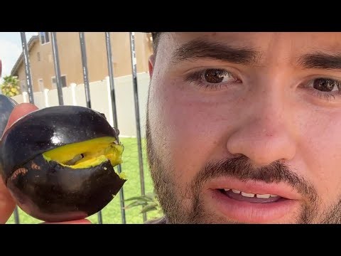 Mexicola Avocado Review - Most Tolerant Avocado Variety! - Zone 9B