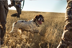 275  Hunting Dog Names (With Meanings)
