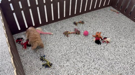 Cavapoo puppy for sale