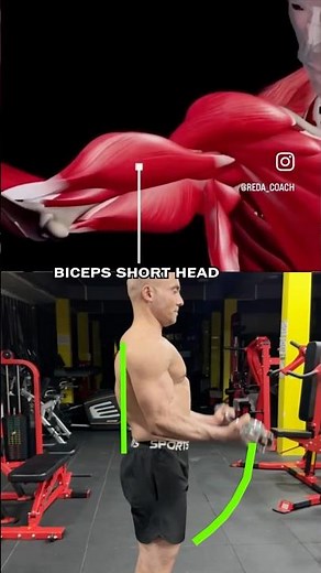 👉 Short Head vs Long Head Biceps – Which Builds Bigger Arms? 🤔💪#shorts #motivation #fitness